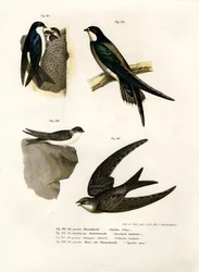 Martin, 1864